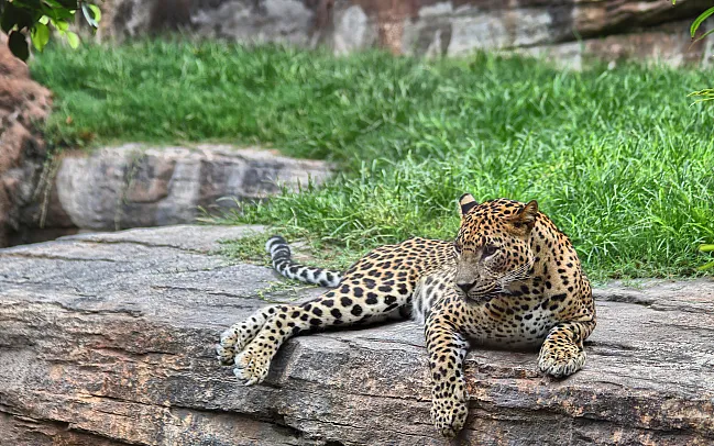Our expert advice for tiger spotting in India