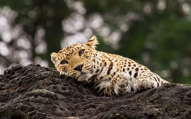 Our expert advice for tiger spotting in India