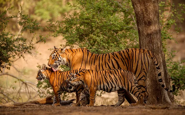 Our expert advice for tiger spotting in India