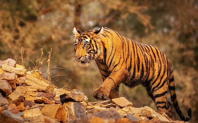 Our expert advice for tiger spotting in India