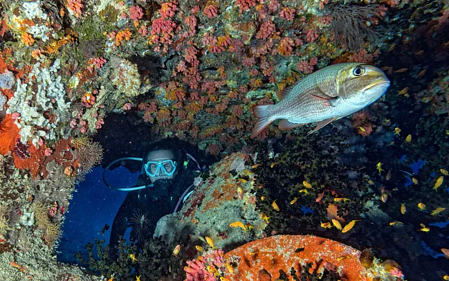 The Ultimate Guide to Scuba Diving in the Maldives
