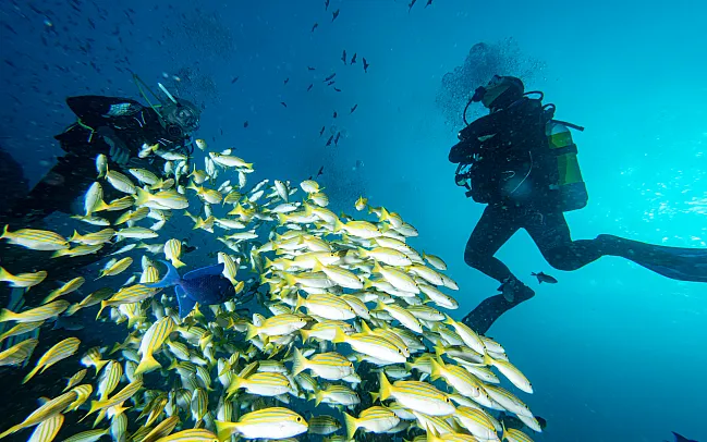 The Ultimate Guide to Scuba Diving in the Maldives