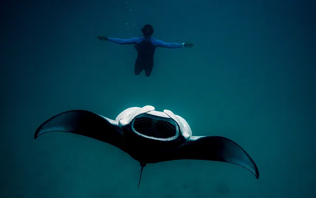 The Ultimate Guide to Scuba Diving in the Maldives