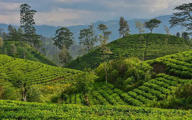 Why Sri Lankan Tea is Considered as the Finest in the World