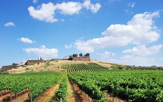 Exploring Portugal's Wine Regions