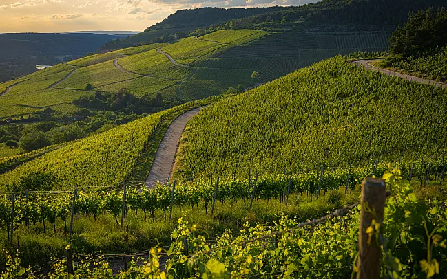 Exploring Portugal's Wine Regions