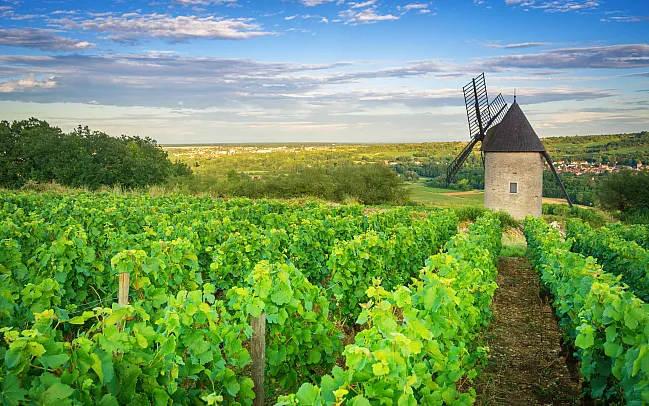 Our Guide to the Wine Regions of France
