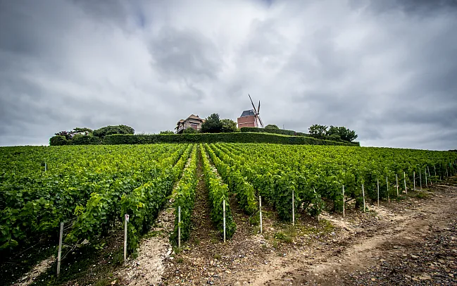 Our Guide to the Wine Regions of France