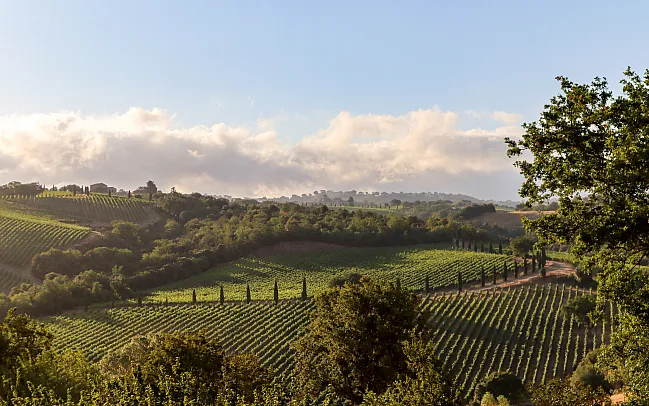 Our Guide to the Wine Regions of France
