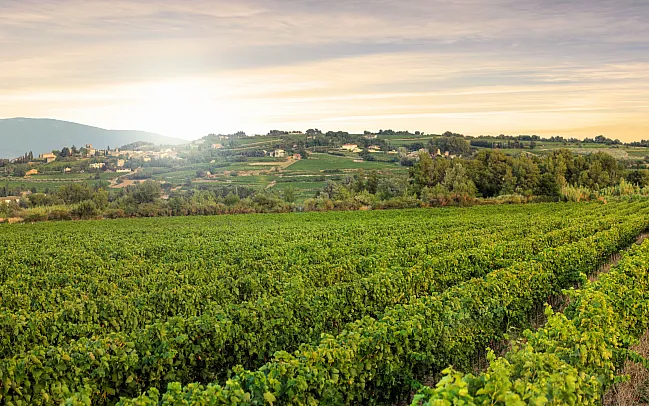 Our Guide to the Wine Regions of France