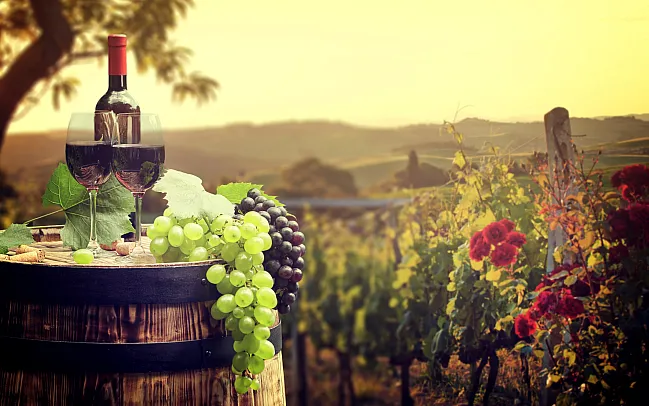 Our Guide to the Wine Regions of France
