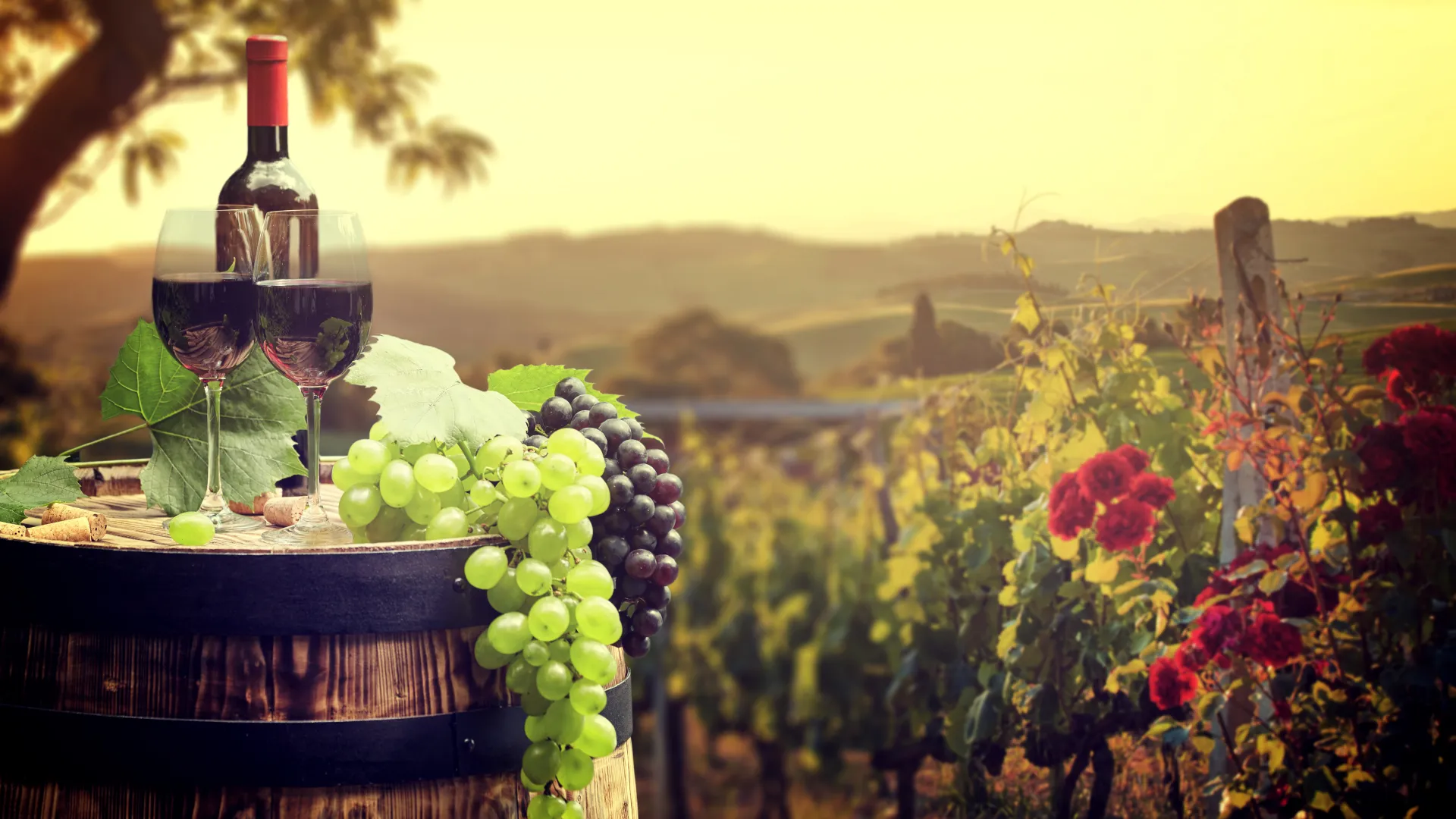 Our guide to the wine regions of france