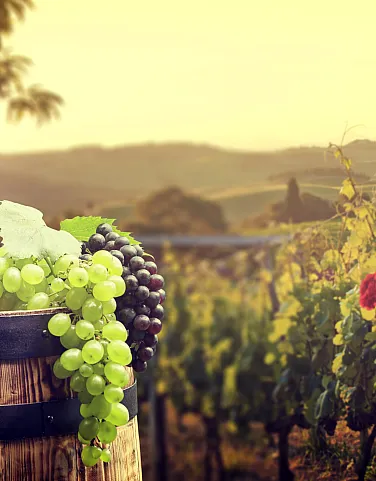 Our Guide to the Wine Regions of France