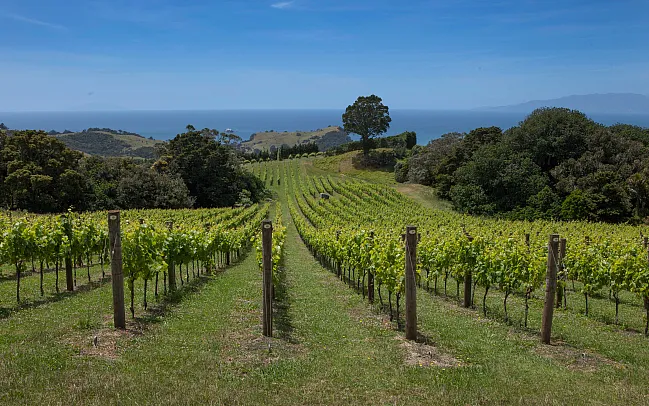 Top wineries in New Zealand