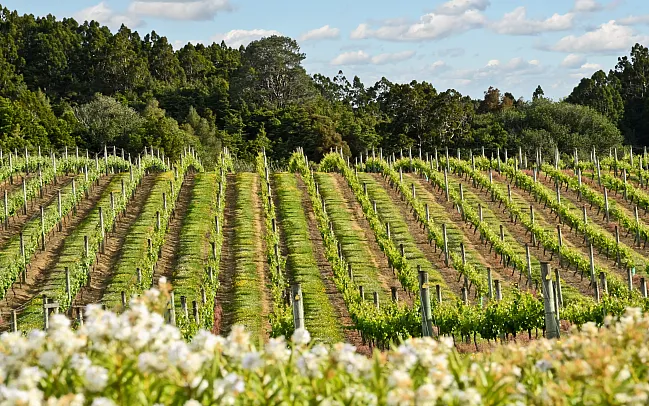 Top wineries in New Zealand