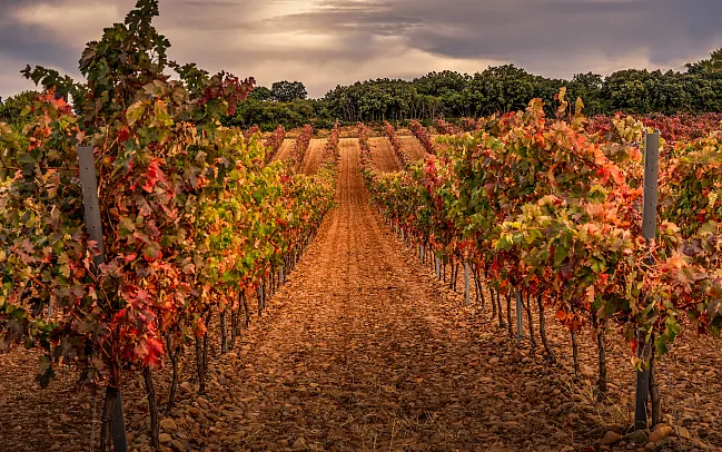 Spain's Culinary Delights - A Guide to the Country's Food and Wine