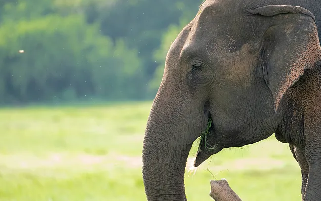 A guide to Sri Lanka's national parks and wildlife reserves