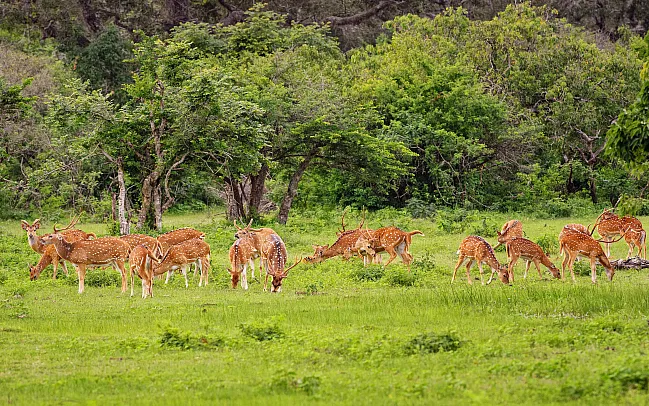 A guide to Sri Lanka's national parks and wildlife reserves