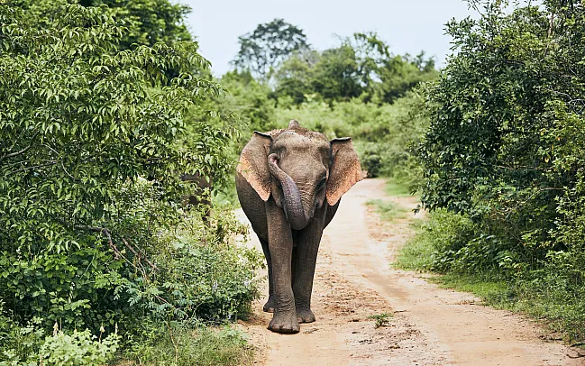 A guide to Sri Lanka's national parks and wildlife reserves