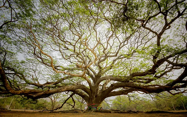 Mauritius Beyond the Beaches- Wildlife and Natural Reserves