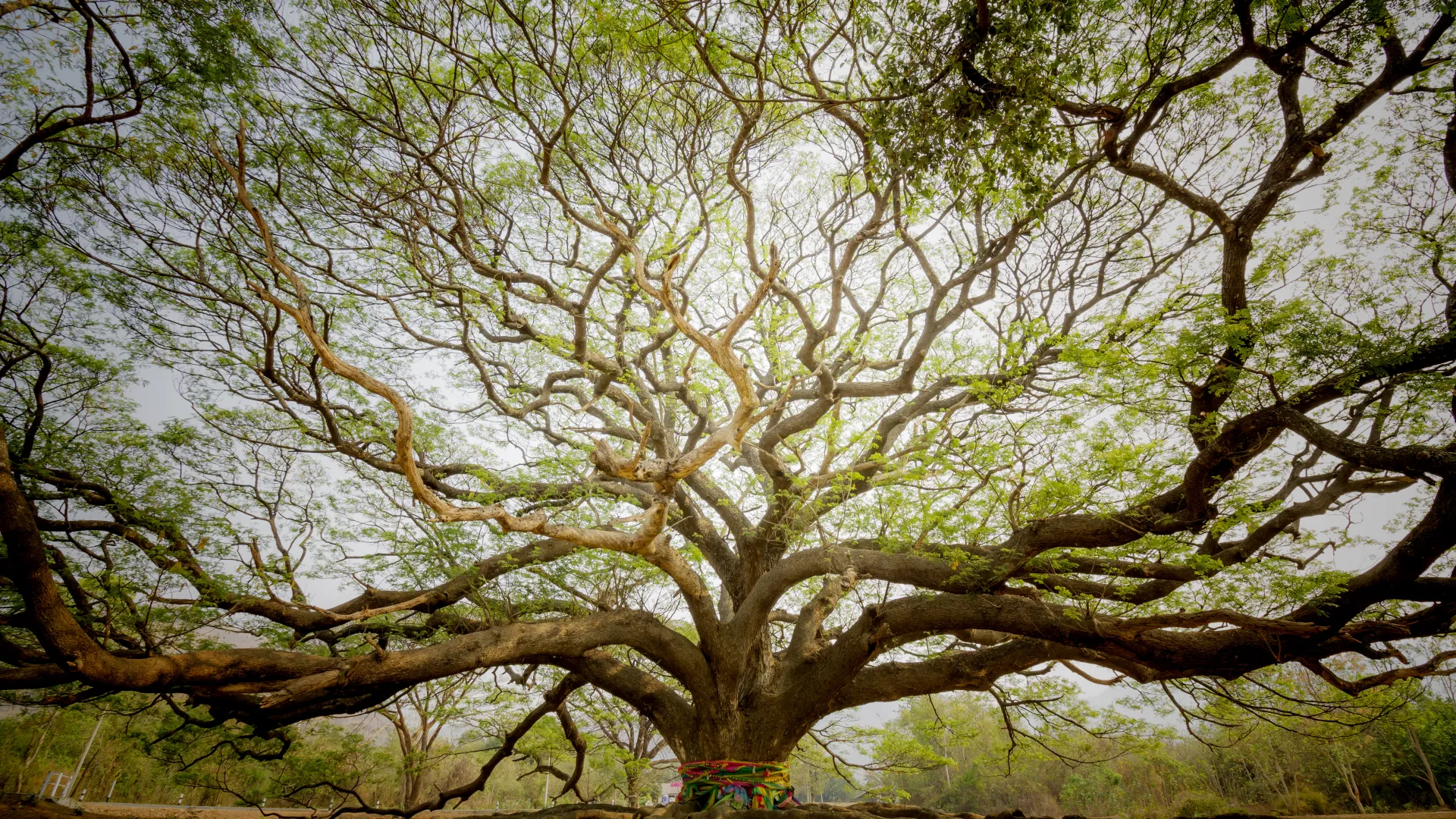 Mauritius beyond the beaches- wildlife and natural reserves