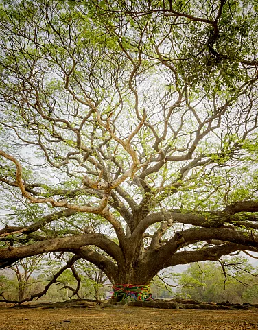 Mauritius Beyond the Beaches- Wildlife and Natural Reserves