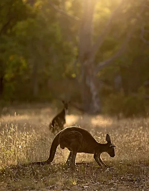 The Louise - Barossa Valley