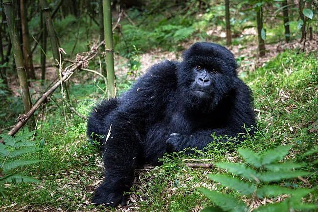 Wilderness Bisate Lodge