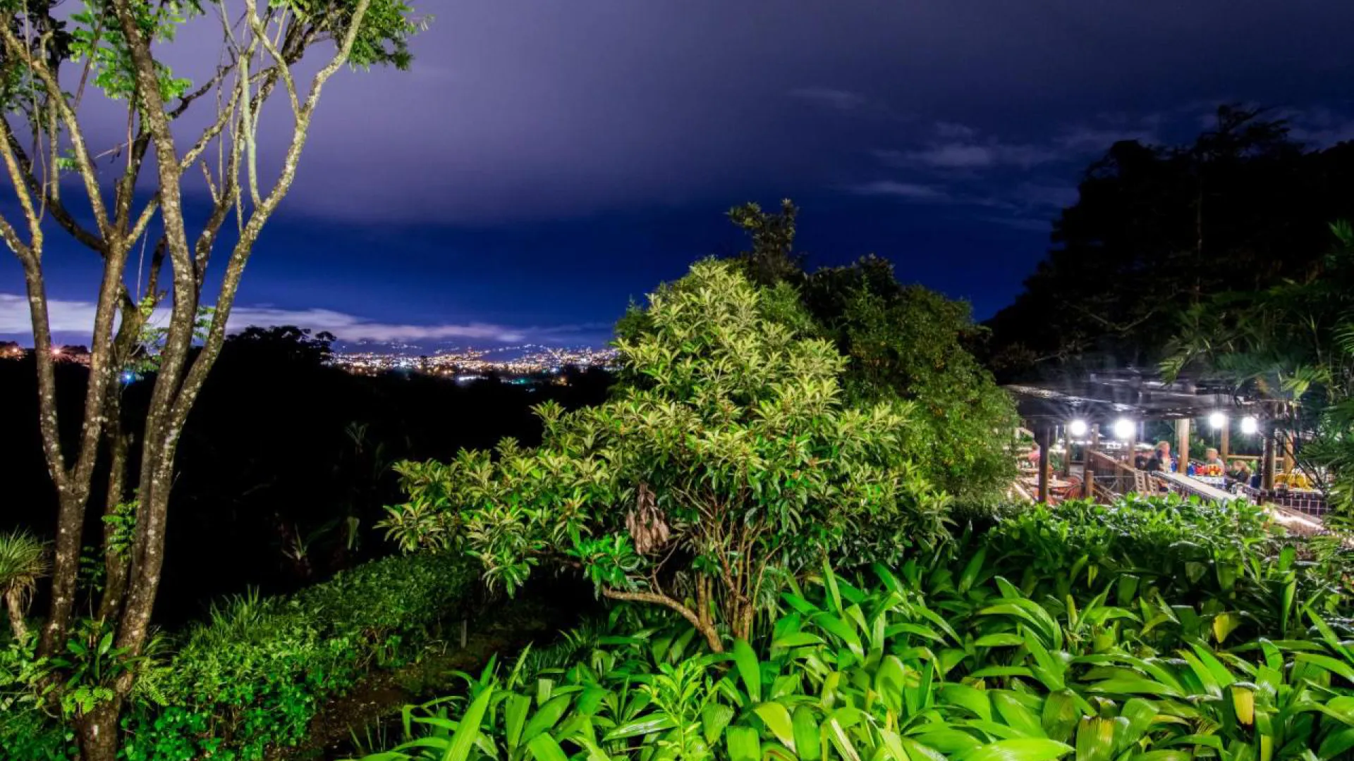 Fin rosa blanca coffee plantation
