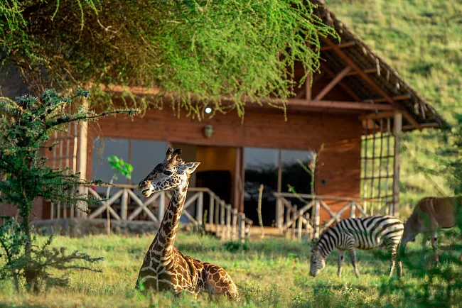 Serval WildLife