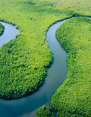 The Amazon Rainforest