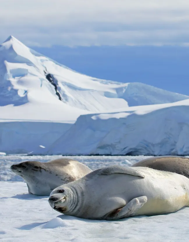 Luxurious Expedition to Antarctica