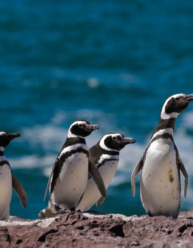 Chilean Patagonia- A Journey to the Ends of the Earth