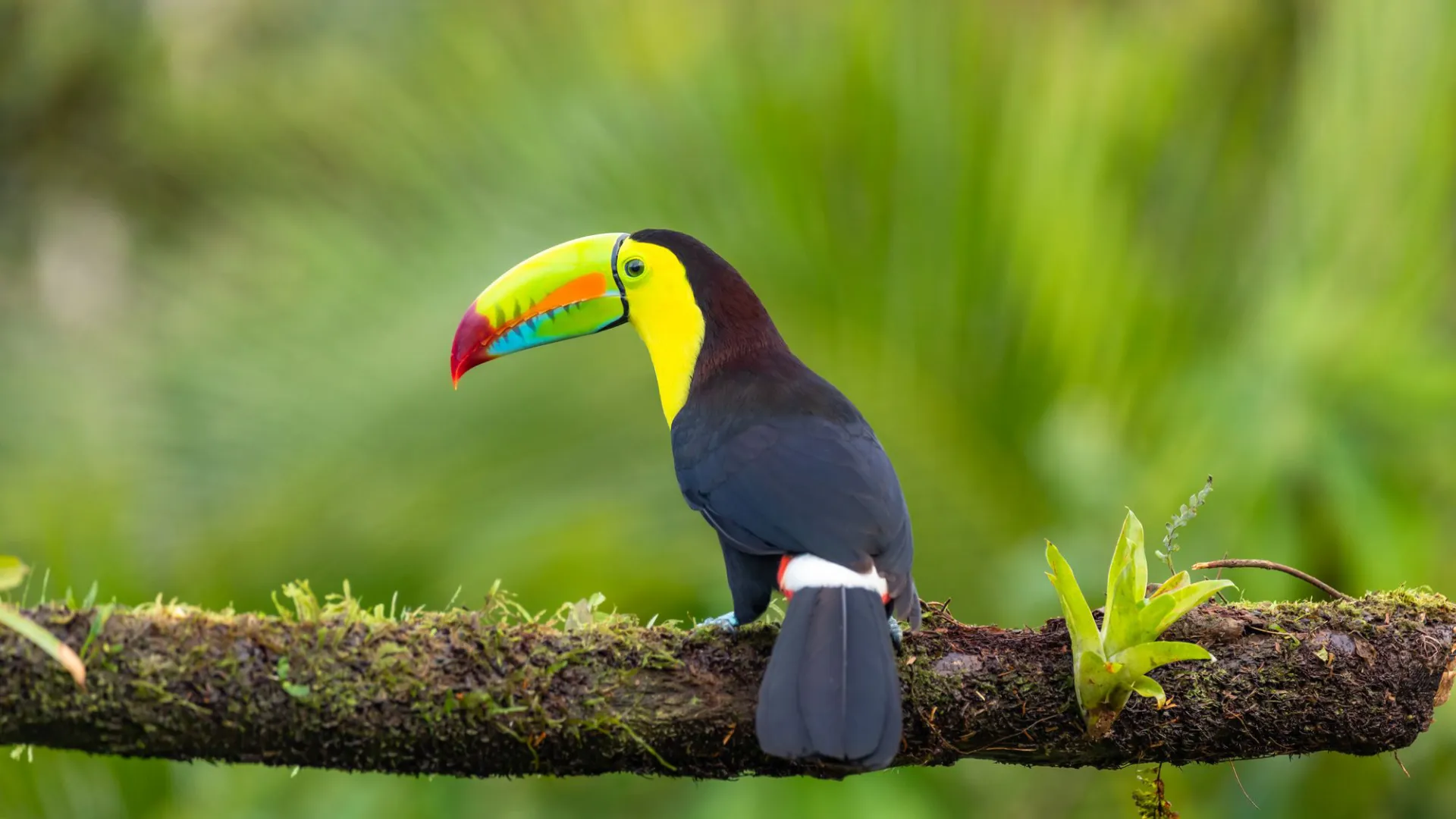 Tropical family fun in costa rica