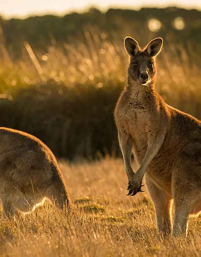 Exploring the Wilds of Australia