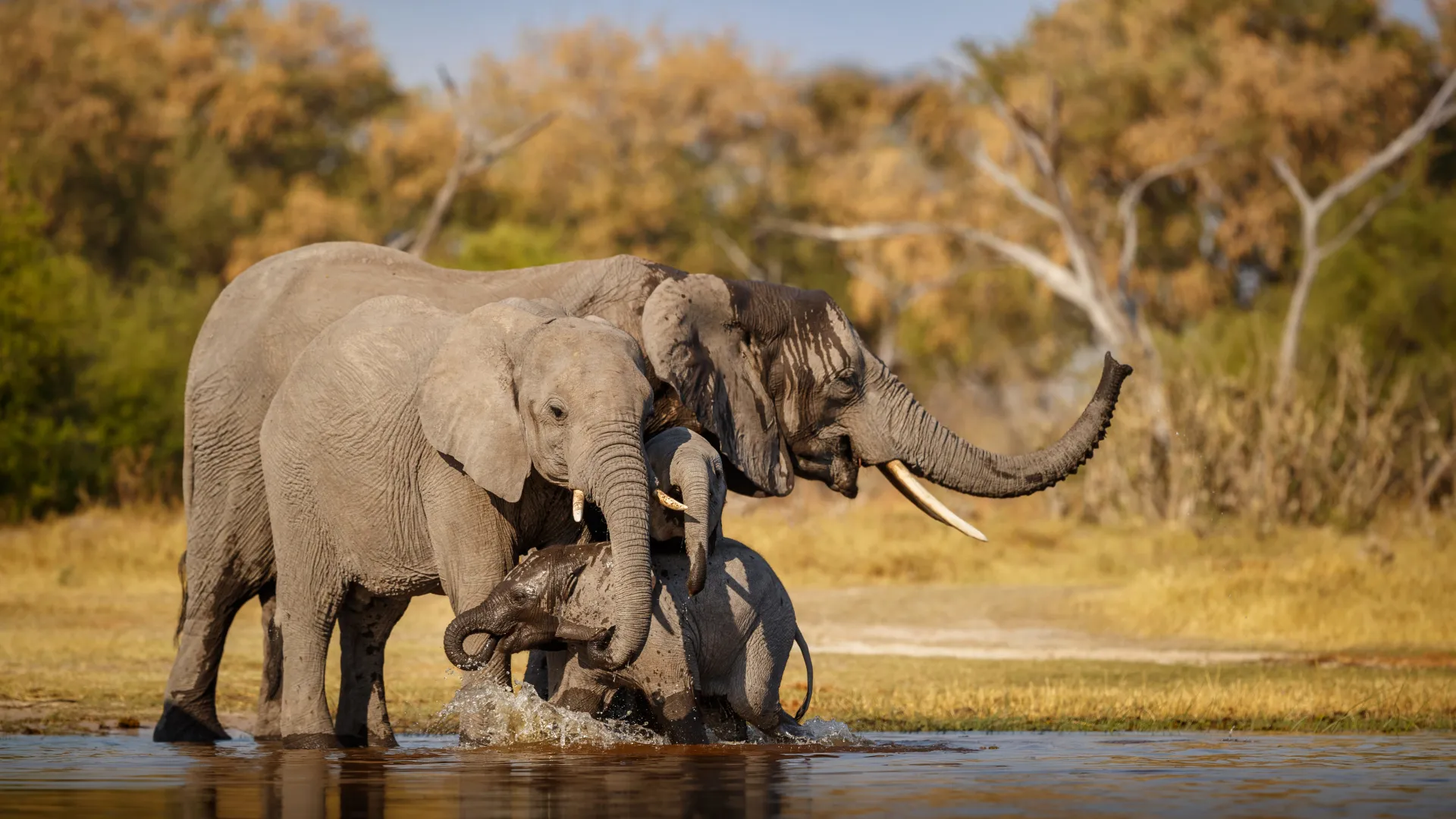 The ultimate family adventure in south africa