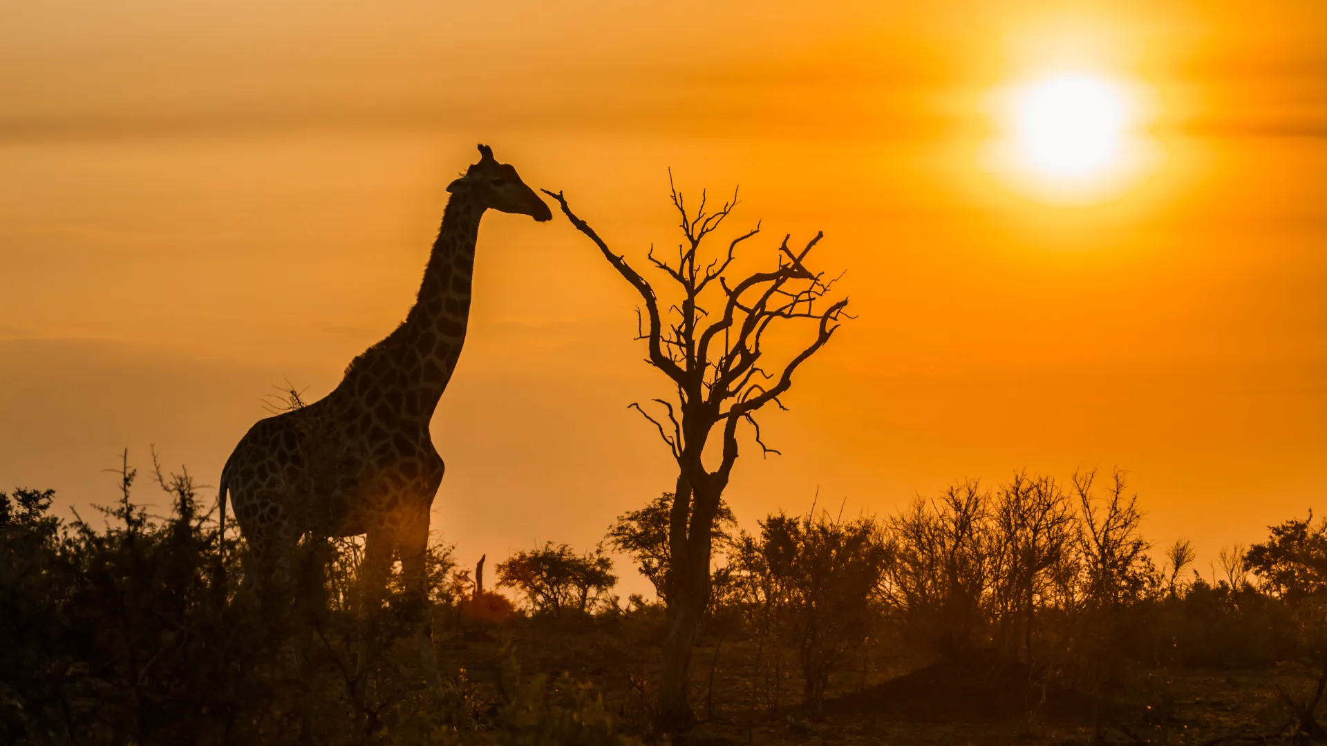 Explore the wonders of tanzania and zambia