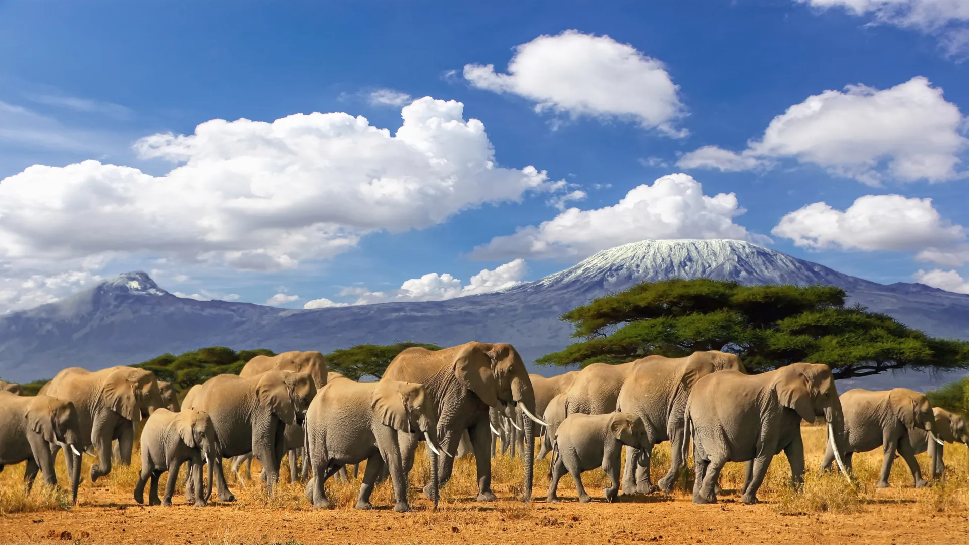 The ultimate safari experience for families in tanzania