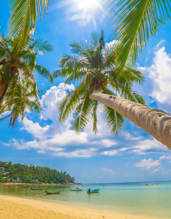 Safari, Beach and Culture in India