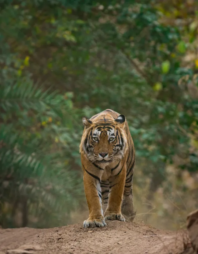 Safari, Beach and Culture in India