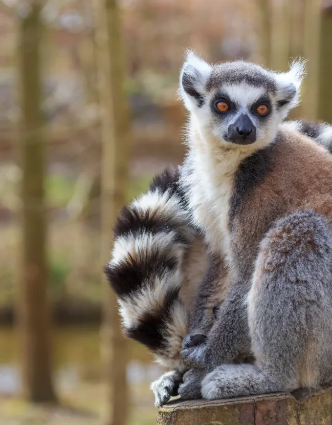 A Tantalizing Madagascar Adventure